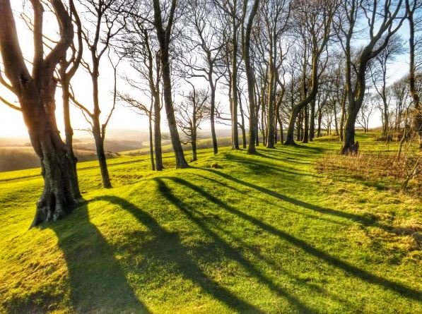 Chanctonbury Ring - malcolm Oakley